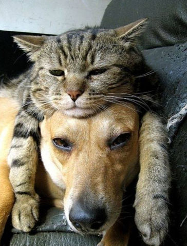 Кошка лежит на голове собаки